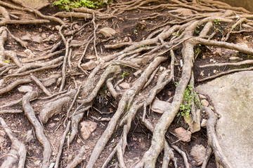 Large tree roots in nature
