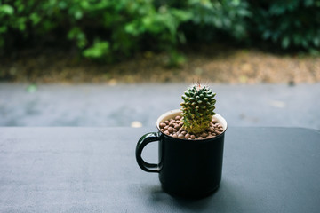 Small green cactus plant in black plain table outdoor in park /Small cactus plant
