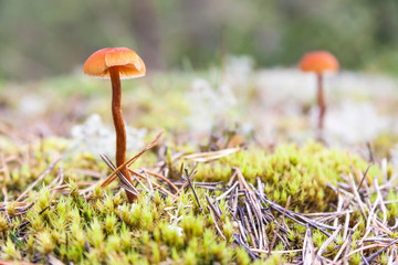 Brown mushrooms grow on moss in forest