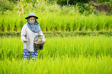 Thai farmer life