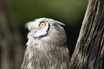 owl