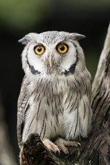 owl