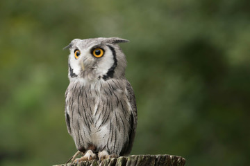 owl