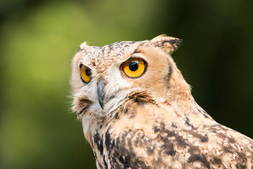 owl