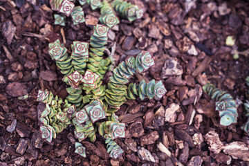 Succulents plant in the outdoor garden for decorative with toned color and selective focus