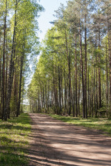 dirt road in spring forest