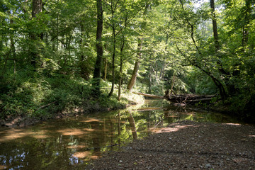 Obraz premium River deep in mountain forest. Nature composition. Mountain river flowing through the green forest..