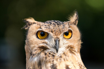 owl
