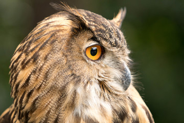 owl