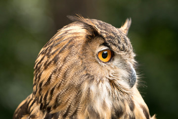 owl