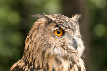 owl