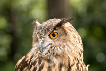 owl