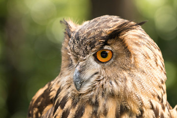 owl