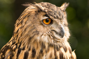 owl