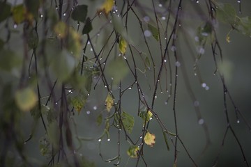 Branch of birch with raindrops - selective focus
