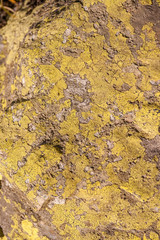 texture of lichen on the stone