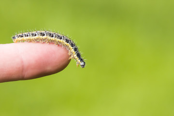 Butterfly larva crawl on human hand