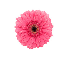 Pink flower Gerbera isolated on a white background. Top view - obrazy, fototapety, plakaty