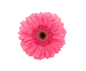 Poster Pink flower Gerbera isolated on a white background. Top view © sunlike