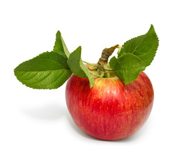 freshly picked from the tree red apple with leaves isolated on w