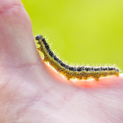 Butterfly larva crawl on human hand