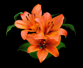 A luxurious bouquet of orange lilies isolated on a black background