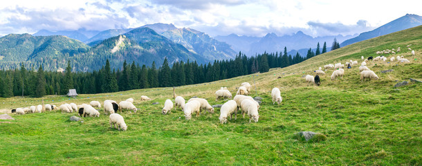 Fototapeta premium Rusinowa Polana in Tatra Mountain, Poland