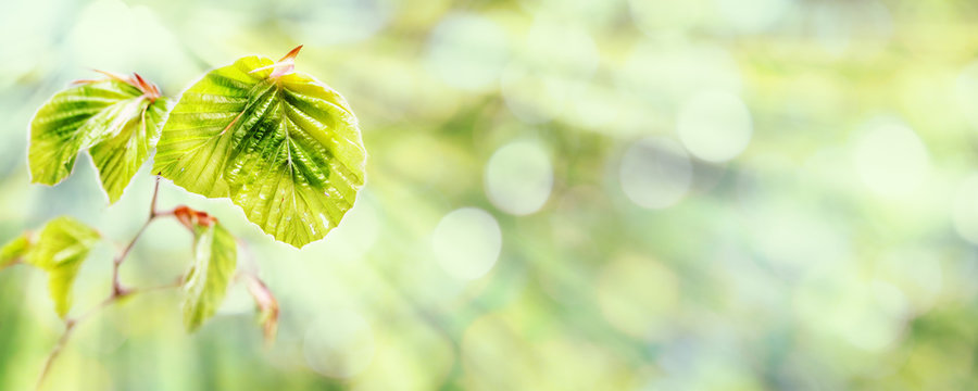 Beech Leaves in Spring