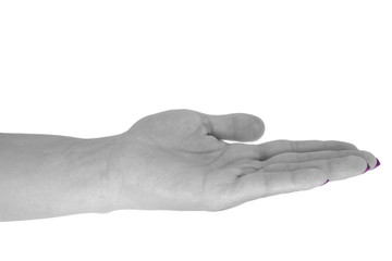 Open hand holding something, adult woman's skin, magenta manicure. Isolated on white background