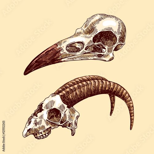 " illustration animal skulls" Stock image and royalty-free vector files