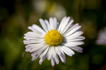 macro pollen of a daisy in the meadow