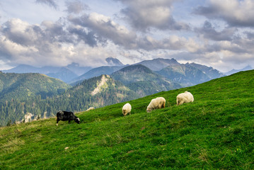 Rusinowa Polana in Tatra Mountain, Poland © grzegorz_pakula
