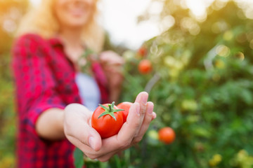 Unrecognizable blond woman holding ripe tomato in her hand