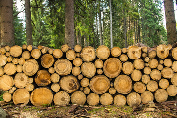 cut tree trunk in the forest