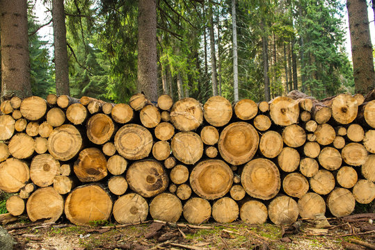 Cut Tree Trunk In The Forest