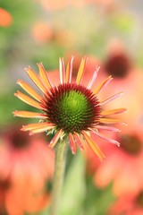 colorfull summerflower 