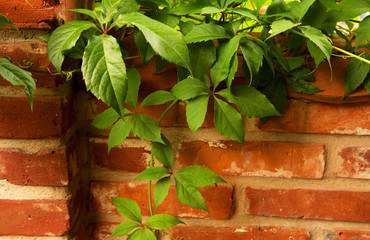 Red brick wall with a climbing vine
