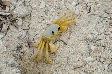 Atlantic ghost crab, Cuba