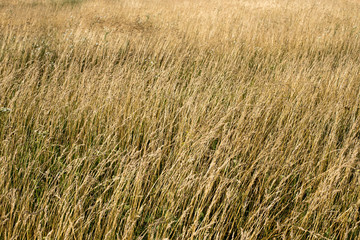 grassland
