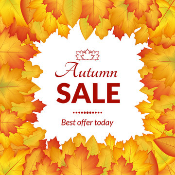 vector illustration. The design of the poster autumn sales. Yellow, orange leaves on a white background, frame for text.