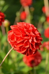 Dahlien im Nordpark, Bielefeld (Ostwestfalen / Westfalen), Deutschland