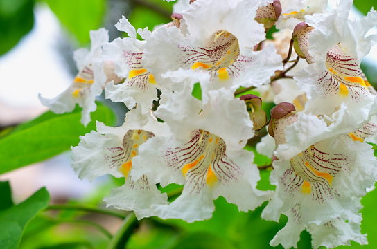 Fototapeta catalpa tree flowers on a background of green leaves