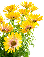 Isolated yellow Osteospermum flower blossoms