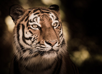 Wild siberian tiger in the jungle