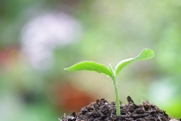 Growing plant