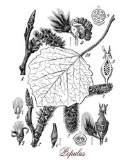 Populus or Poplar, botanical vintage engraving.Poplar is a tree that grown rapidly, is cultivated as ornamental or for plywood, the leaves become golden in autumn - obrazy, fototapety, plakaty