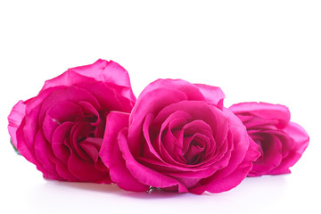 beautiful bright pink roses