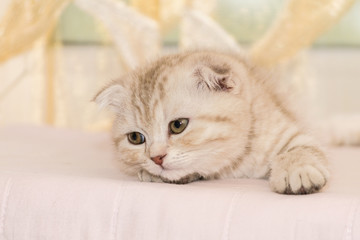 Scottish Fold