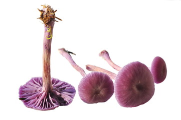 The amethyst deceiver mushroom Laccaria amethystina isolated on white background