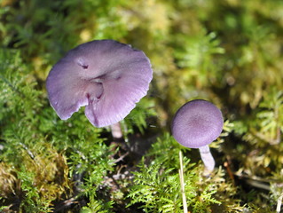 The amethyst deceiver mushroom Laccaria amethystina in its natural environment